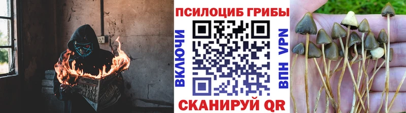 Псилоцибиновые грибы Psilocybine cubensis блэк спрут зеркало Ярославль