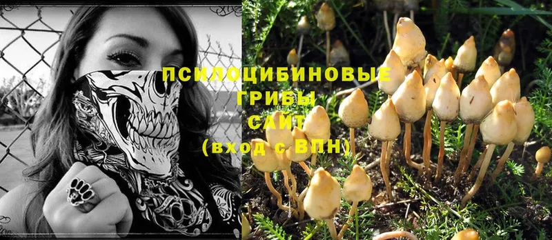 цена   блэк спрут tor  Псилоцибиновые грибы Psilocybe  Ярославль 